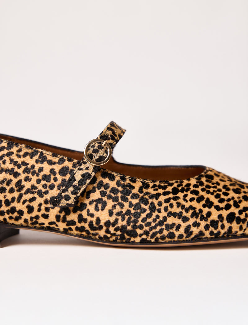 Camélia - Pony - Image principale